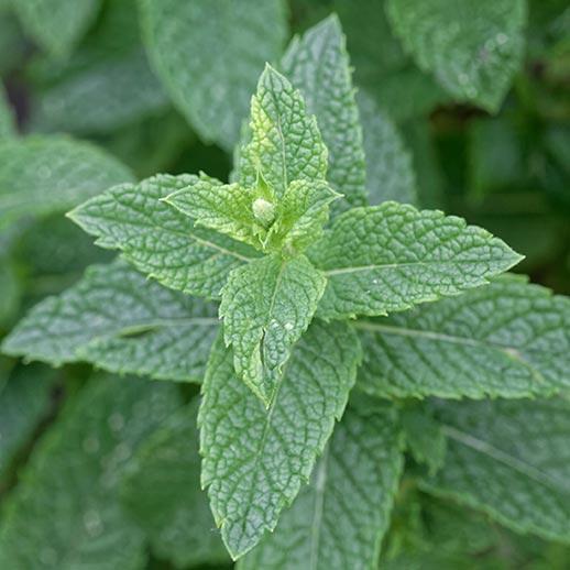 Spearmint Tea for PCOS